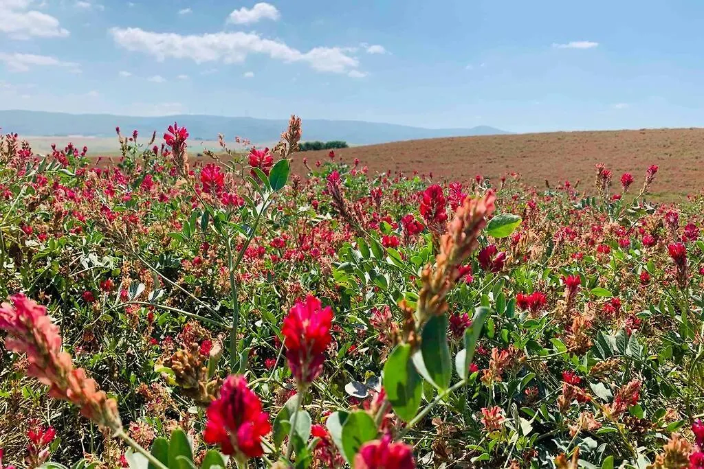 Apartment Vacanze Sulle Colline Toscane Ad Un Passo Dal Mare Orciano Pisano Italy