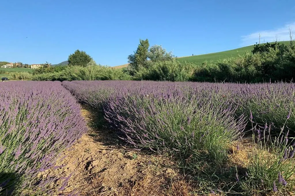 Apartment Vacanze Sulle Colline Toscane Ad Un Passo Dal Mare Orciano Pisano